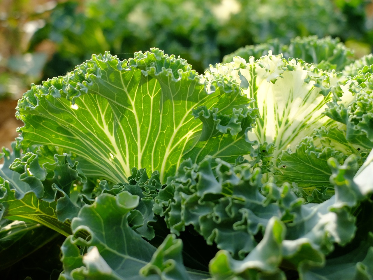 Best Tips for Growing Kale in Your Garden